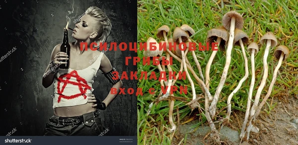 ГАЛЛЮЦИНОГЕННЫЕ ГРИБЫ Кодинск